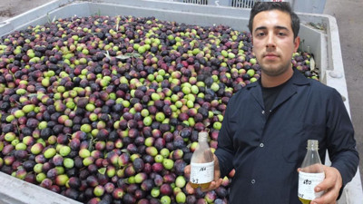 Burhaniye’de “Yok Yılı” Bereketi: Az Zeytin, Mükemmel Kalite!