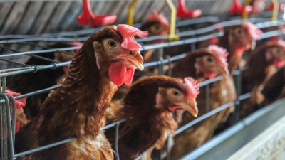 Tavuk Eti Üretimi Yükseldi