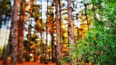 Balıkesir’de 19 Bin m³ Orman Emvali İhalesi