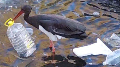 Kara Leylek Şahindere’de Çöp Topladı