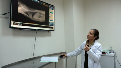 Dünya Çapında Nadir! BAÜN’ün Tekniği Kediyi Kurtardı