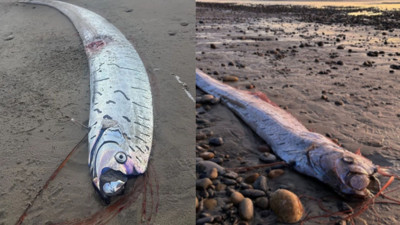 Kıyamet Balığı Tazmanya Kıyısında Görüldü