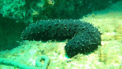 Marmara Denizi’ndeki Yapay Resiflerde Tür Çeşitliliği Yüzde 21 Arttı