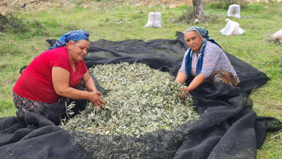 Edremit’te Zeytin İşçileri Dertli
