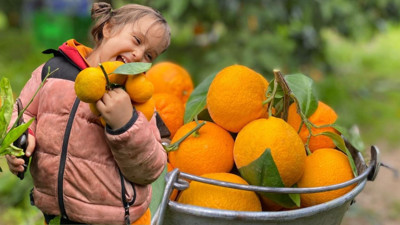 Havran Mandalinası'nda Hasat Mesaisi Başladı