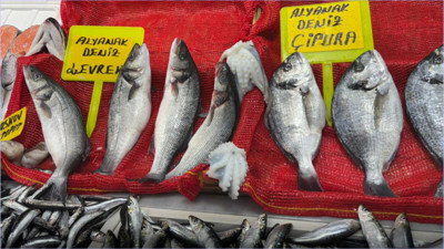 Mosko Ahtapot Balıkesir’de balık tezgahlarında