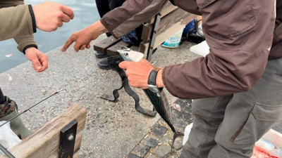 Balıkesir'de Palamut Bereketi! İskeleye Akın Ettiler