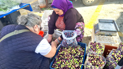 Edremit’te sofralık zeytinin kilo fiyatı şaşırttı