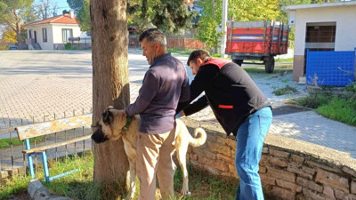 Kedi ve Köpek Sahiplerine Uyarı! Son Gün 31 Aralık