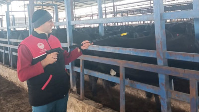 Edremit’te İthal Hayvanlara Sağlık Kontrolü ve Aşılama Çalışması