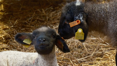 Balıkesir'de Merinos’a Etçil Rakip