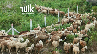 Hayvansal Üretimde Artış