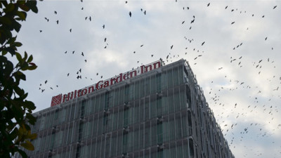 Balıkesir Hilton Otel'de Yüzlerce Karga