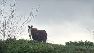 Balıkesir Sanayi Yolunda Atlar Şaşırttı