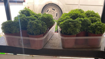 Balıkesir’de Fesleğen: 5 Fayda ve Tohum Satış Noktaları