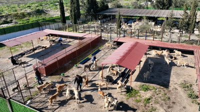 Burhaniye’de Can Dostlarına 1.500 Yuva