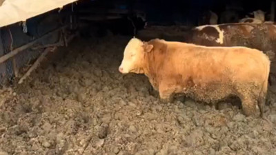 Çorum’da Şok! Hayvanları Çamur İçinde Tutan İşletmeye Ceza