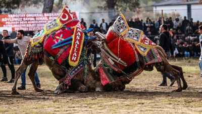 İptal Edilmişti! Burhaniye’de Deve Güreşleri Yeniden Yapılıyor