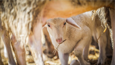 2026 Kurban Bayramı Ne Zaman? Bayram Tatili Kaç Gün, 9 Gün Olur Mu?
