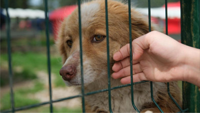 Can Dostlar İçin Büyük Destek: Altıeylül’e Türkiye’den Mama Yardımı