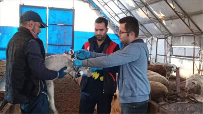 Balıkesir'in 9 Nisan 2026'da Küçükbaşa Aşılama Ve Küpeleme Çalışması