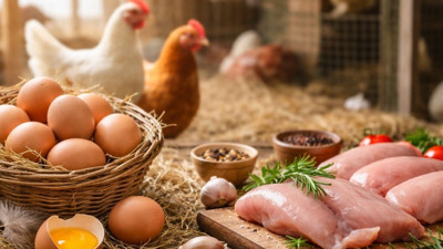 Şubat’ta Yumurta Üretimi Yükseldi