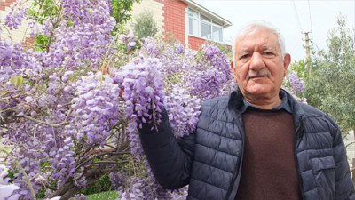 Balıkesir’de mor salkım güzelliği başladı