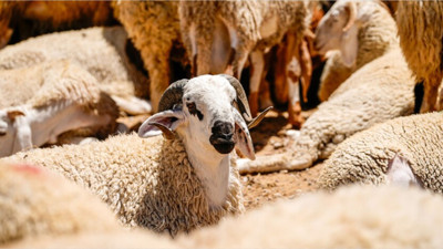 Kurban Kesecekler Dikkat! Kurallara Uymayanlara Ceza