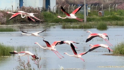 Ayvalık’ta Flamingo Şöleni