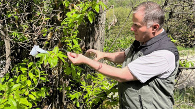 Balıkesir’de Torymus sinensis Kestaneleri Kurtaracak