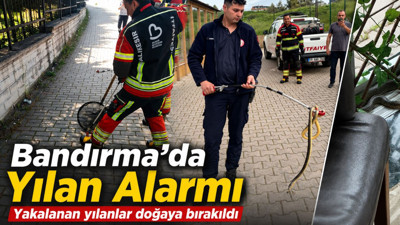 Bandırma’da Yılan Alarmı! Bakın Ne Yaptılar