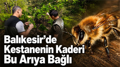 Balıkesir’de Kestanenin Kaderi Bu Arıya Bağlı