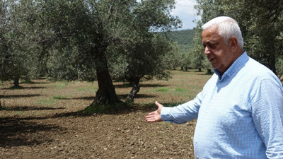 Edremit Körfezi’nde Zeytinlikler İçin Yangın Uyarısı