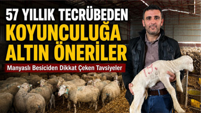 Balıkesirli Çobandan Sıfır Damızlık Önerisi