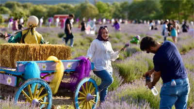 4. Altıeylül Lavanta Günleri Binlerce Ziyaretçiyi Ağırladı