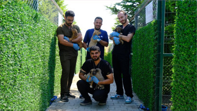 Altıeylül Belediyesi Hayvan Bakımevi, Sahipsiz Hayvanlara Umut Olmaya Devam Ediyor