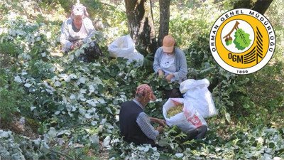 Balıkesir Susurluk’ta Ihlamur Hasadı Başladı