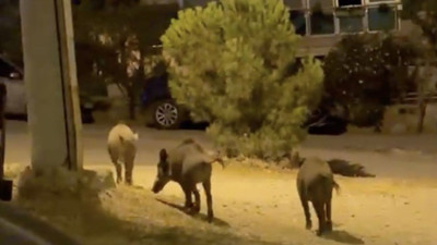 Ayvalık'ta Yaban Domuzları Yerleşim Alanlarında Görüldü