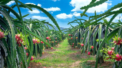 Avrupa Sıraya Girdi! Ege'de Ezber Bozan Üretim