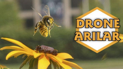 Drone Arılar
