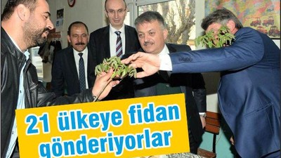 1 MİLYON CEVİZ FİDANI 25 ÜLKEYE İHRAÇ EDİLDİ