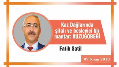 Kazdağlarında Şifalı ve Besleyici Bir Mantar: KUZUGÖBEĞİ