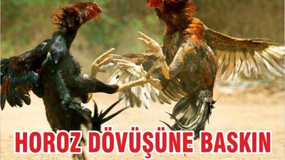 HOROZ DÖVÜŞÜNE BASKIN