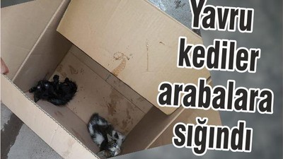YAVRU KEDİLER ARABALARA SIĞINDI