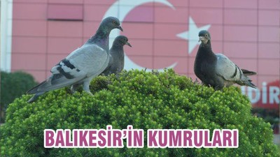 BALIKESİR’İN KUMRULARI