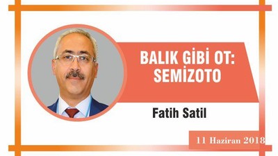 Balık Gibi Ot: SEMİZOTU