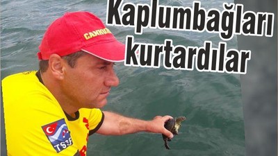 KAPLUMBAĞALARI KURTARDILAR