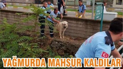 YAĞMURDA MAHSUR KALDILAR