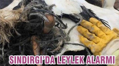 SINDIRGI’DA LEYLEK ALARMI