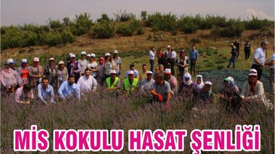 Mis Kokulu Hasat Şenliği